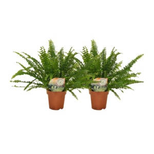 Nephrolepis krulvaren | 2 stuks