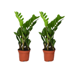Zamioculcas Zamiifolia | 2 stuks
