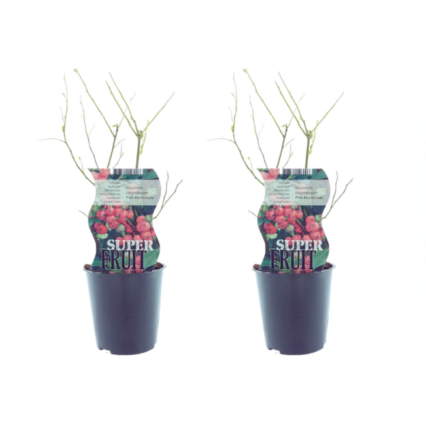 thumbnail_6000-119.png Vaccinium Pink Marmelade (Roze bosbes) | 2 stuks