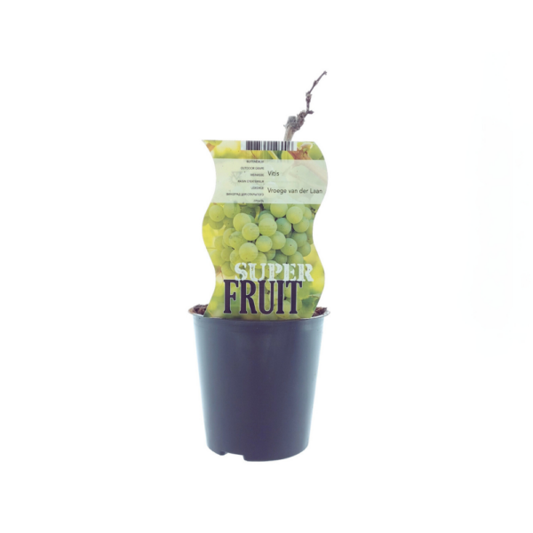 thumbnail_6000-130.png Vitis Vroege Van Der Laan (Witte druif)