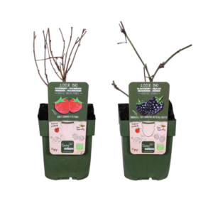 Bramen en Framboos mix - Rubus idaeus Lochness Bio & Rubus ideaus Malling Promise Bio