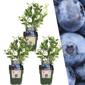 Bosbessenplanten | 3 stuks