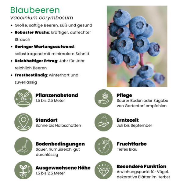 thumbnail_6000-162.png Bosbessenplanten | 3 stuks