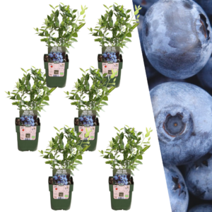 Bosbessenplanten | 6 stuks