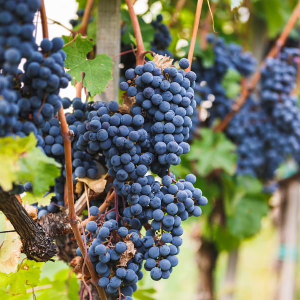 Druivenplanten | 6 stuks