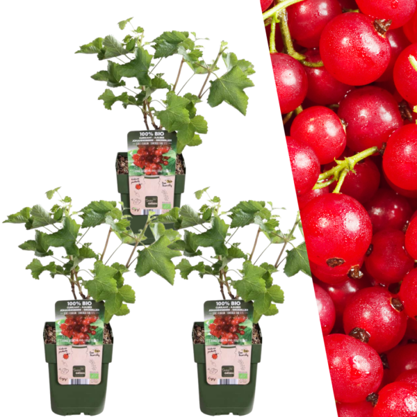 thumbnail_6000-206.png Kruisbessenplanten | 3 stuks