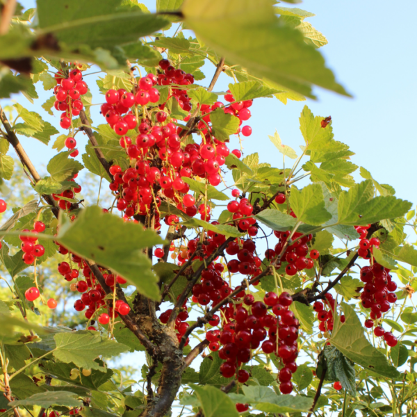 thumbnail_6000-207.png Kruisbessenplanten | 3 stuks