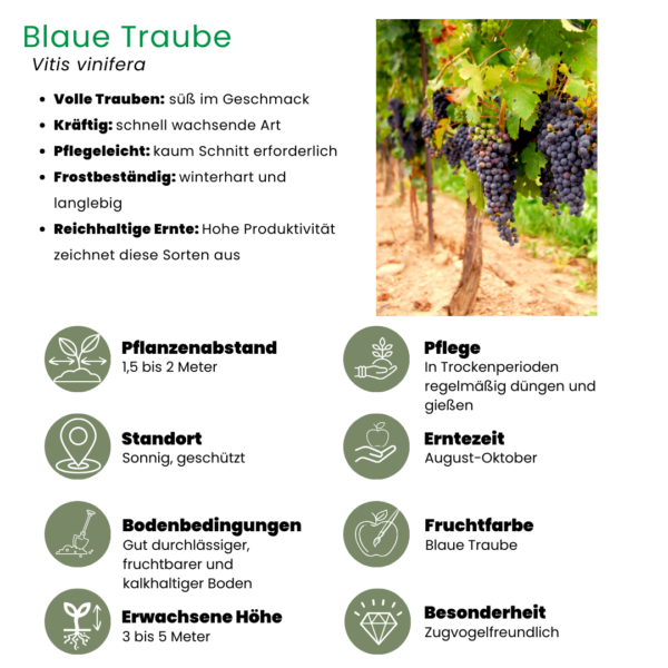 thumbnail_6000-218.png Bramenplanten | 3 stuks