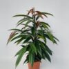 Ficus Binnendijkii 'Amstel King'