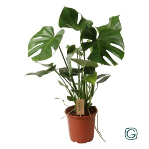 thumbnail_6000-278.jpg Monstera Deliciosa