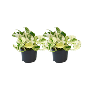 Epipremnum Happy Leaf | 2 stuks