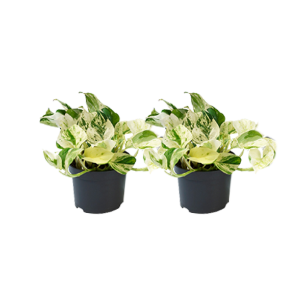 thumbnail_6000-3.png Epipremnum Happy Leaf | 2 stuks