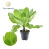 Brighamia Insignis 'Hawaii Palm'