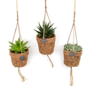 Kokopot String Succulent Mix | 3 stuks