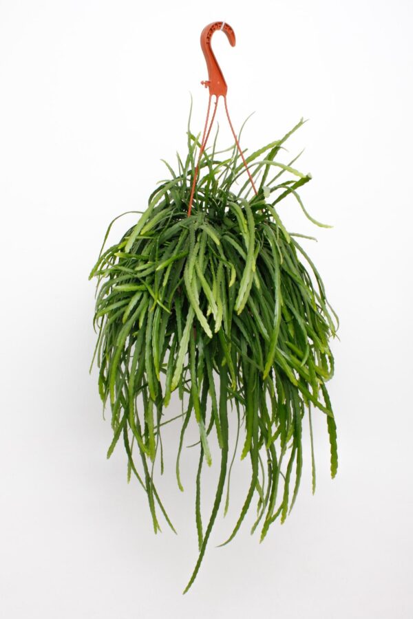thumbnail_6000-318.jpg Lepismium Bolivianum