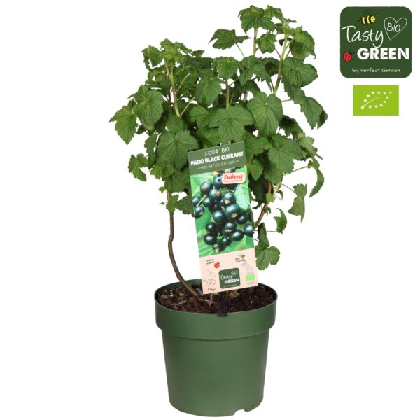 thumbnail_6000-332.jpg Ribes Low 'Little Black Sugar'