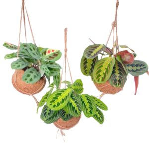 Kokodama Maranta Mix - 3 stuks