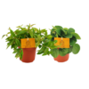 Peperomia duo | 2 stuks