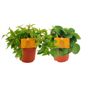 Peperomia duo | 2 stuks