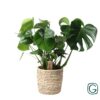 Monstera In Basket Palmleaf
