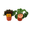 Peperomia Rosso & Pilea Peperomioides | 2 stuks