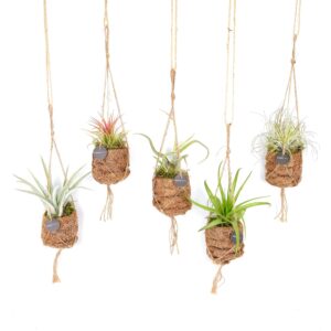 Kokodama Birdnest Tillandsia Mix | 5 stuks
