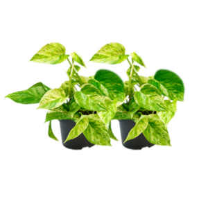 Epipremnum Marble Queen | 2 stuks
