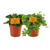 Peperomia | 2 stuks
