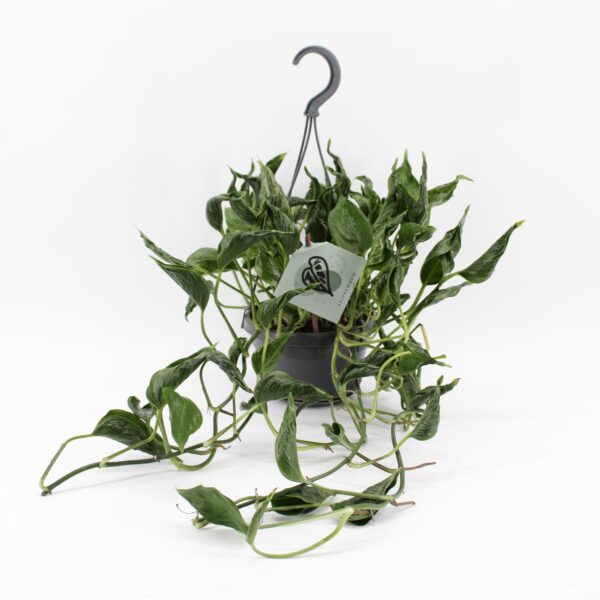 thumbnail_6000-420.jpg Epipremnum Pinnatum Aureum Shangri-La
