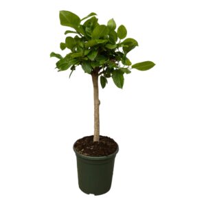 thumbnail_6000-459.jpg Ficus Altissimo variegata