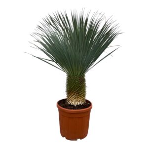 thumbnail_6000-468.jpg Yucca Rostrata