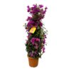 Bougainvillea pyramide