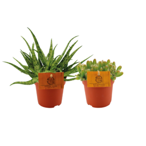 Aloe Spider & Hylocereus Undatus Duo | 2 stuks