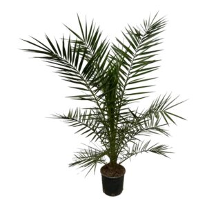 thumbnail_6000-480.jpg Phoenix Canariensis