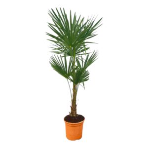 thumbnail_6000-481.jpg Trachycarpus Fortuneii