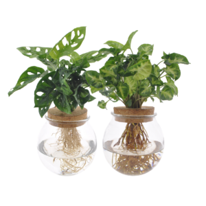 Bolglas Duo | 2 Stuks