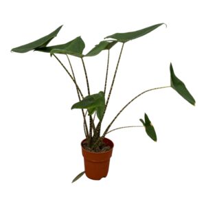 thumbnail_6000-503.jpg Alocasia Zebrina