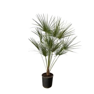 thumbnail_6000-506.jpg Chamaerops Humilis op stam