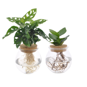 Bolglas Duo Monstera Adansonii & Clusia | 2 stuks