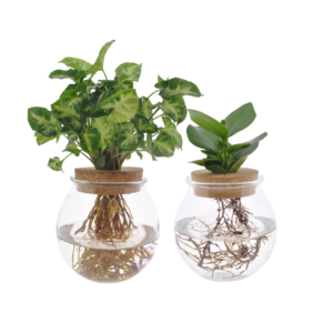Bolglas Duo Clusia & Syngonium Green | 2 stuks