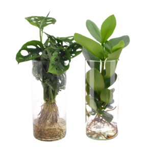 Cylinder glas Duo Monstera & Clusia | 2 stuks
