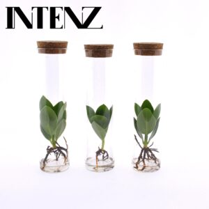 Clusia in Tube Glas | 3 stuks