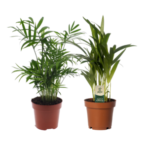 Dypsis lutescens & Chamadorea Duo | 2 stuks