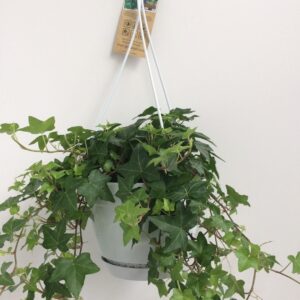 thumbnail_6000-640.jpg Hedera Helix Groen met hangpot wit