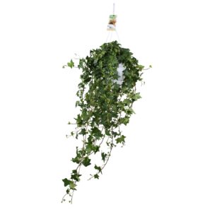 thumbnail_6000-641.jpg Hedera Helix Pitsburg in hangpot XL