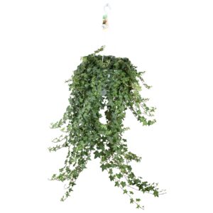 thumbnail_6000-651.jpg Hedera Helix Pitsburg met hangpot XXL