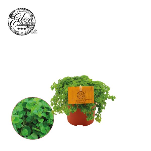 thumbnail_6000-66.jpg Pilea Depressa