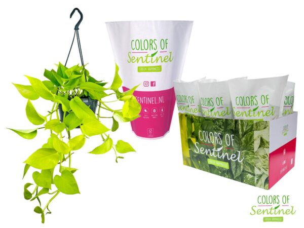 thumbnail_6000-664.jpg Epipremnum Pinnatum 'Golden Pothos'
