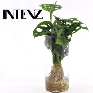 thumbnail_6000-70.jpg Monstera in Cylinder glas