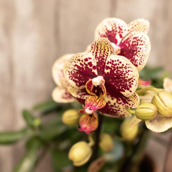 thumbnail_6000-720.jpg Geel rode phalaenopsis orchideeën - Spain | 4 stuks